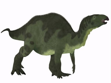 Camptosaurus üzerinde beyaz