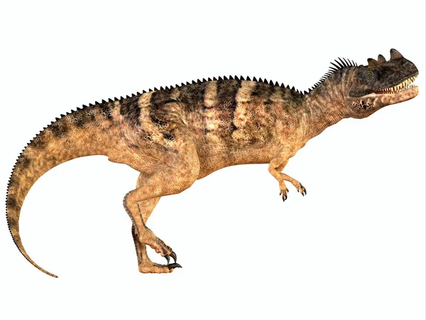 흰색 위에 Ceratosaurus — 스톡 사진