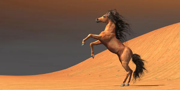 Koń dziki pustyni — Zdjęcie stockowe