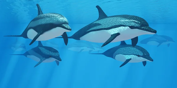 Delfín pruhovaný Pod — Stock fotografie