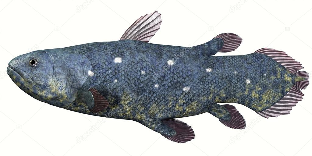 Coelacanth Fish over White