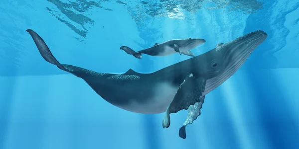 Caring Mother Humpback — Stock Photo, Image