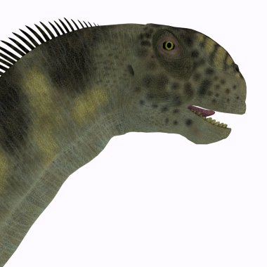 Camarasaurus kafa