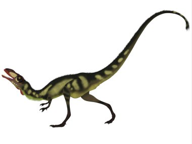 Dilong dinozor beyaz