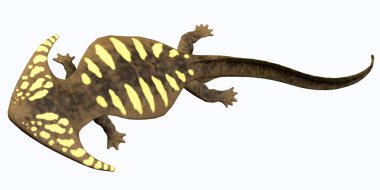 Diplocaulus Permiyen amfibi