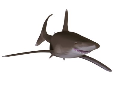 Oceanic whitetip köpekbalığı
