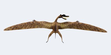 Zhenyuanopterus arka görünüm