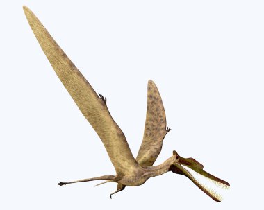 Zhenyuanopterus beyaz