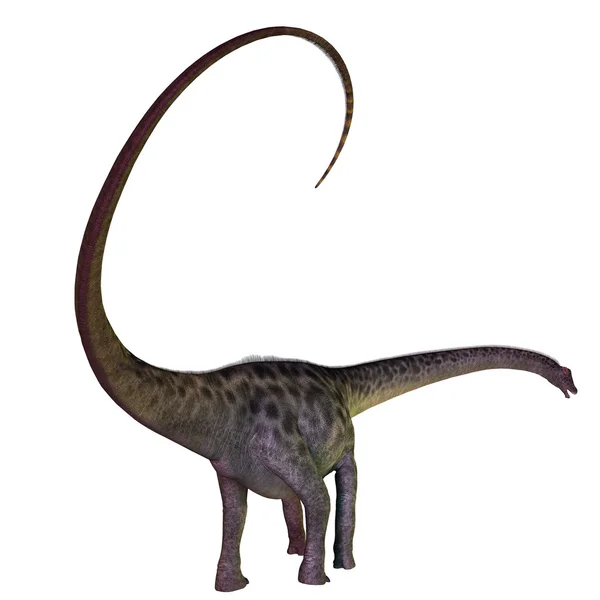Diplodocus auf weiß — Stockfoto