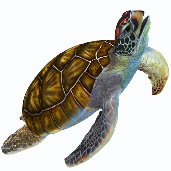 Profilo tartaruga marina verde — Foto Stock