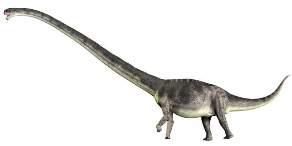 Omeisaurus en blanco — Foto de Stock