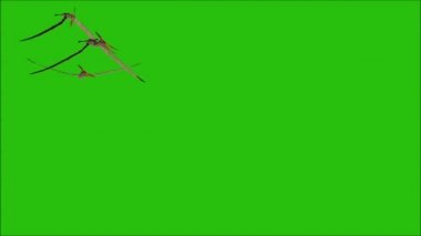 Pterosaur Kretase dönemi