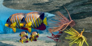 Kraliyet Angelfish aile