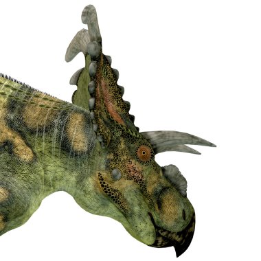 Albertaceratops dinozor kafası