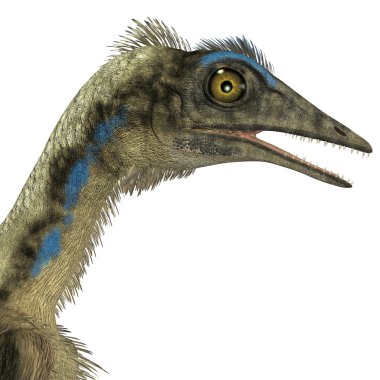Archaeopteryx dinozor kafası
