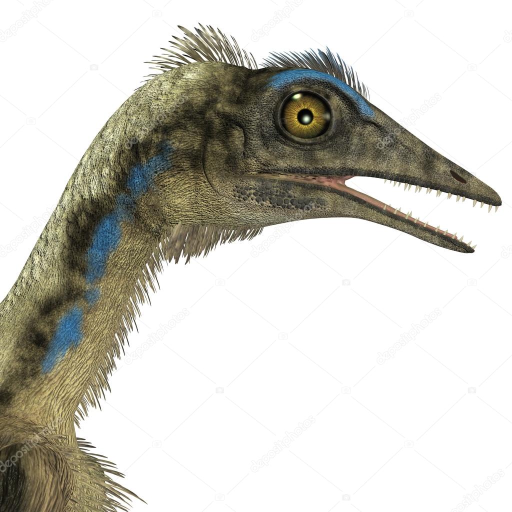 Archaeopteryx Dinosaur Head