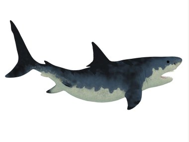 Megalodon köpekbalığı jilet gibi keskin dişleri ile.