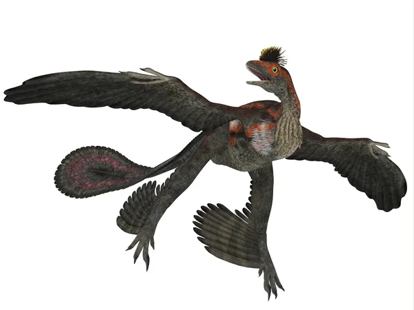 Microraptor dinozor sürüngen — Stok fotoğraf