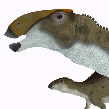 Brachylophosaurus Dinosaur Head