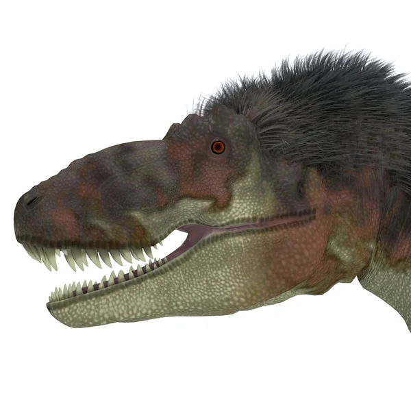 Daspletosaurus Dinosaur Head — Stok fotoğraf