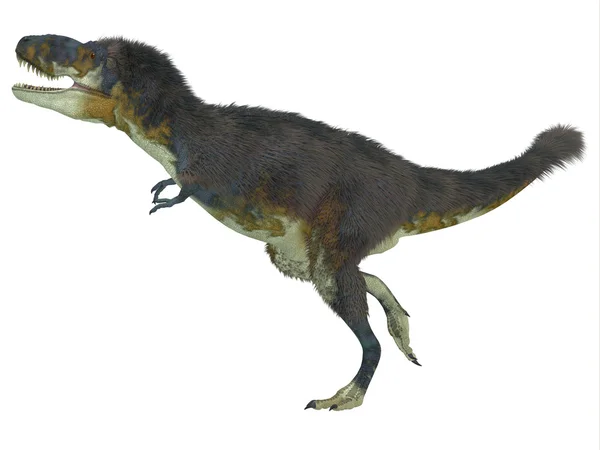 Daspletosaurus perfil lateral — Fotografia de Stock