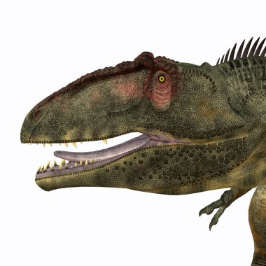 Giganotosaurus kafa