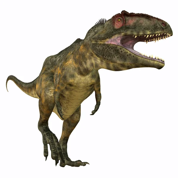 Giganotosaurus húsevő — Stock Fotó