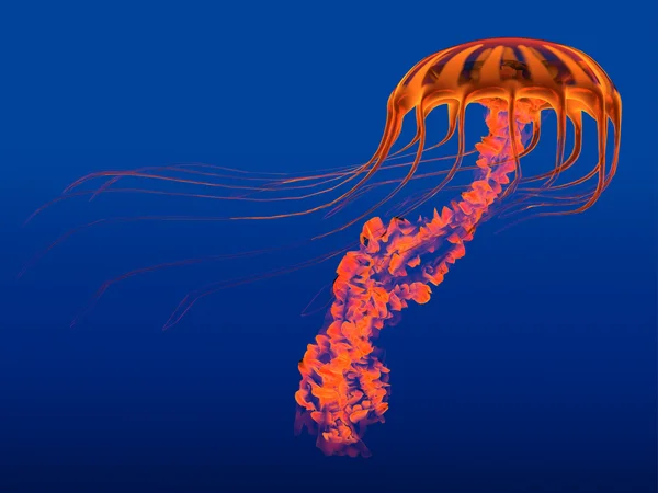 Pomarańczowy świecącego Jellyfish — Zdjęcie stockowe
