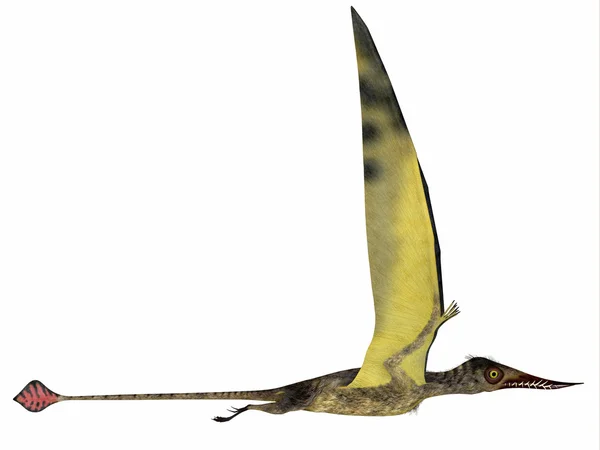 Rhamphorhynchus in volo — Foto Stock