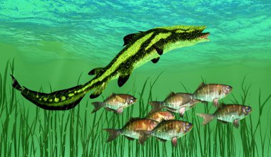 Kuzey Amerika, İngiltere ve Rusya Carboniferous dönemin denizlerde Edestus köpekbalığı yaşadı.