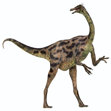 Gallimimus beyaz