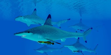 Çekiç köpekbalığı Gro