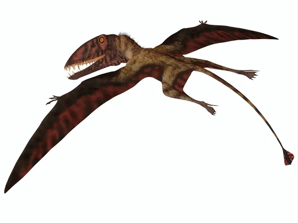 Dimorphodon auf Weiß — Stockfoto