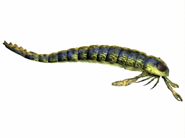 Profilo laterale Pterygotus — Foto Stock