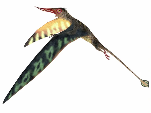 Rhamphorhynchus Jurajski pterozaurów — Zdjęcie stockowe