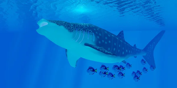 Alimentación de tiburones ballena —  Fotos de Stock