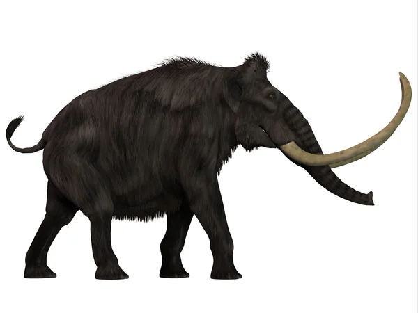 Woolly Mammoth Profilo laterale — Foto Stock