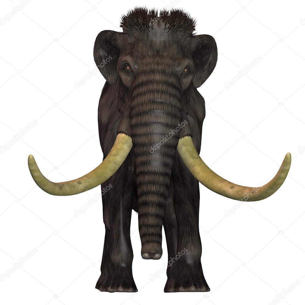 Woolly Mammoth Front