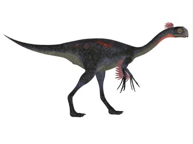 Gigantoraptor beyaz