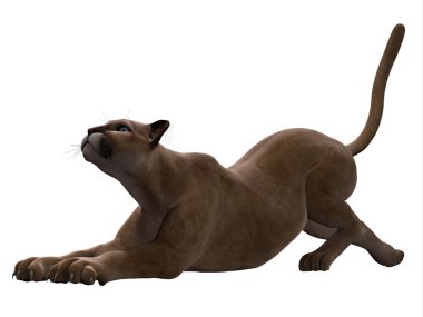 Puma kedi germe