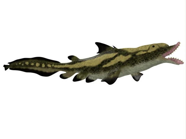 Perfil lateral do tubarão-do-edestus — Fotografia de Stock