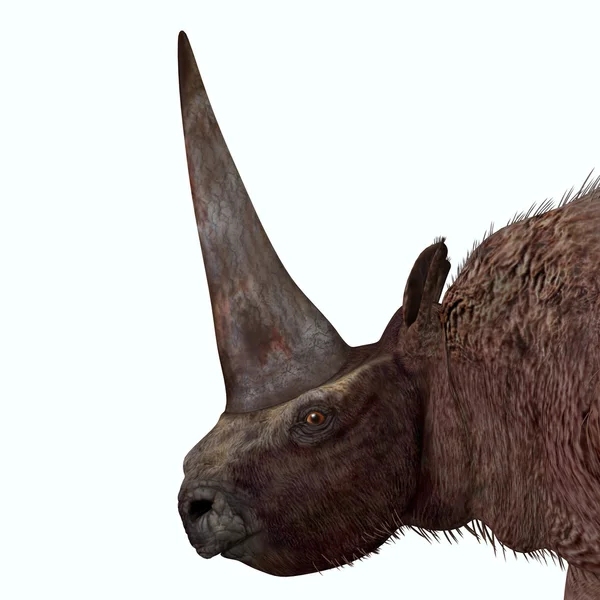 Elasmotherium dinozor kafası — Stok fotoğraf