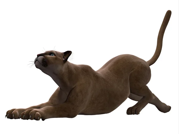 Puma gatto stretching — Foto Stock