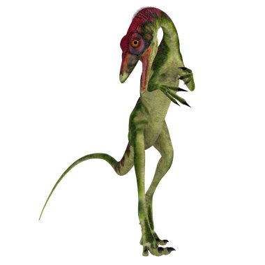 Compsognathus beyaz