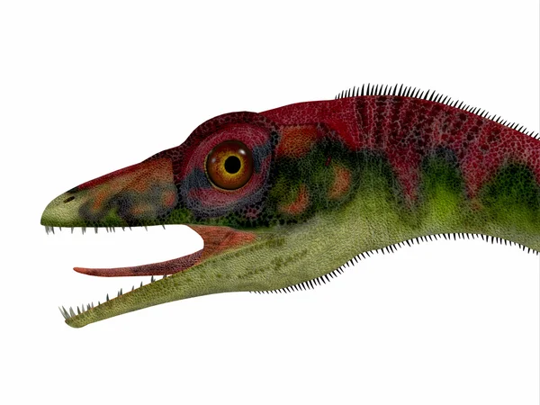 Compsognathus 공룡 머리 — 스톡 사진