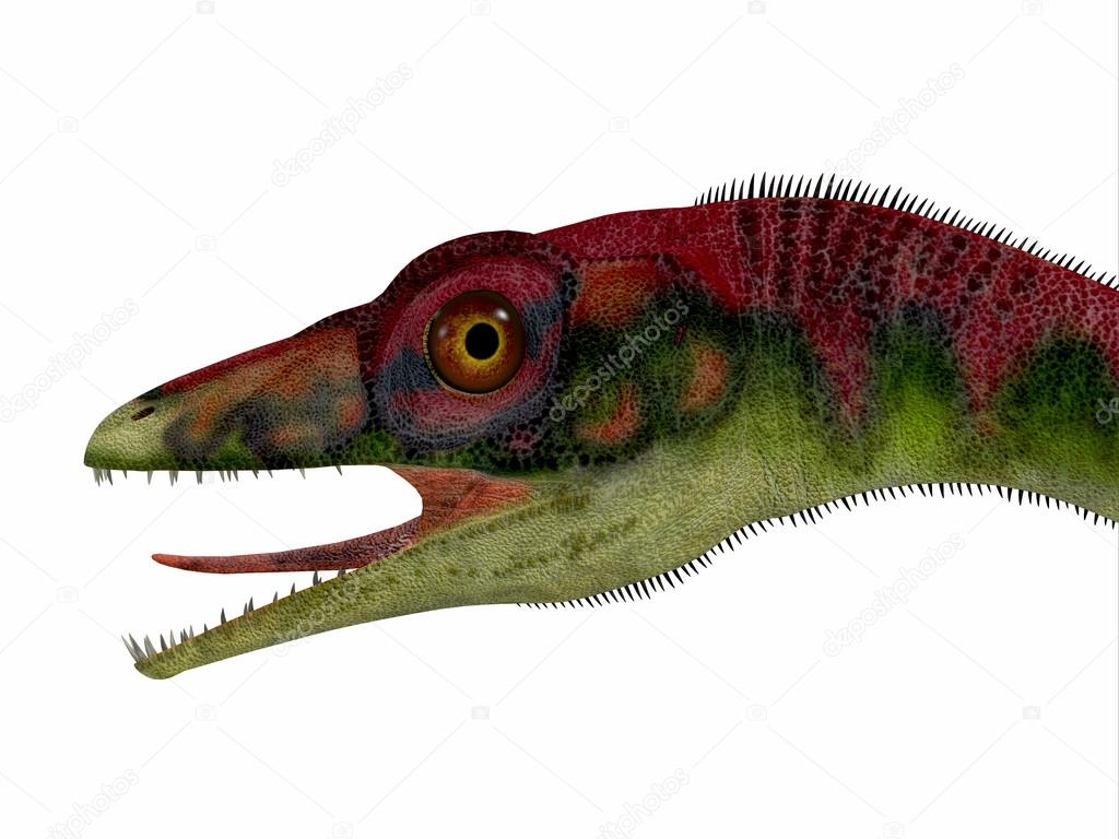 Compsognathus Dinosaur Head
