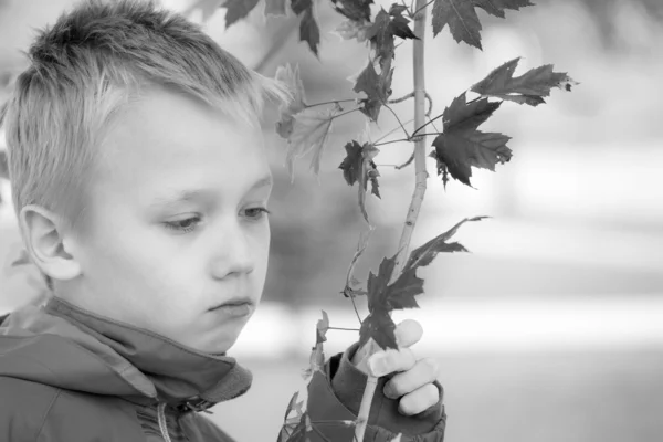 Trieste jongen met de rode esdoorn bladeren — Stockfoto