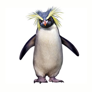 Makarna Pengueni (Eudyptes chrysolophus) Yeni Zelanda hayvan ansiklopedisi için gerçekçi çizim beyaz arka planda izole edilmiş görüntü