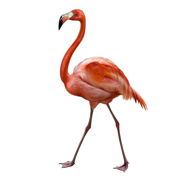Flamingo Phoenicopterus Desenho Realista Ilustração Para Enciclopédia Aves Imagem Isolada — Fotografia de Stock
