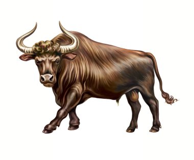 Aurochlar (Bos taurus primigenius) nesli tükenmiş hayvanların ansiklopedisi için gerçekçi çizimler. Boğanın atası, yeni yılın sembolü, beyaz arka planda izole edilmiş görüntü.